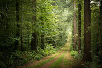 Fototapeta premium sentier forestier