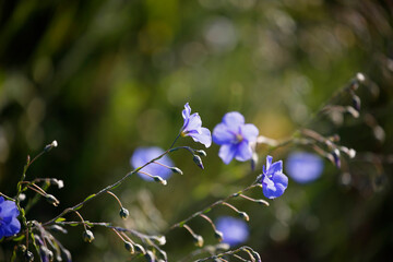 Blue flowers in spring, Flax (Linum usitatissimum) flowers 