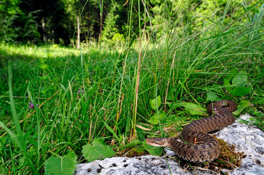 European adder (Vipera berus marasso) from the Italian Alps / Kreuzotter (Vipera berus marasso) aus den Italienischen Alpen 