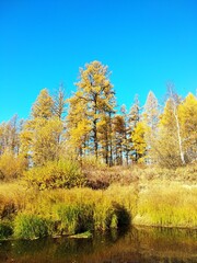 Fototapeta premium autumn in the forest