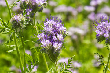 Lacy phacelia flower, blue tansy or purple tansy