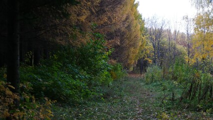 morning in the forest