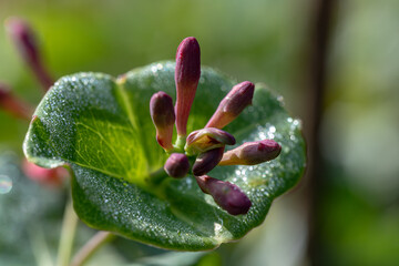 close up of a red flower