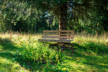 A wooden bench stands in the forest under a tree. Summer day. Spruce branches hang down. There is...