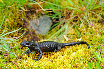 Lanza's alpine salamander / Lanzas Alpensalamander (Salamandra lanzai)