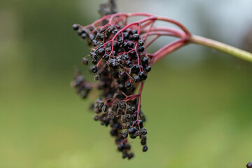 black elderberry berries macro shot