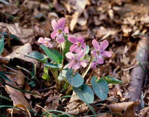 タチツボスミレ