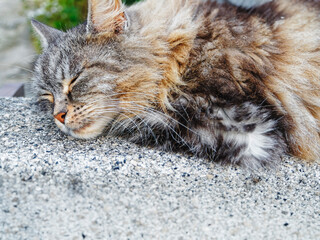 Cat sleeping Outdoor park Furry cat nap in afternoon