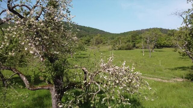 Streuobstwiesen, gef&auml;hrdeter Lebensraum im Rheintal bei Boppard-Buchenau