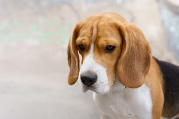dog outside . Serious beagle. portrait close-up