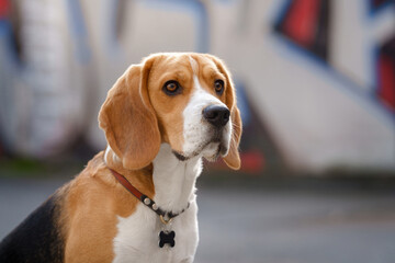 dog outside . Serious beagle. portrait close-up