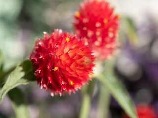 red flower close up