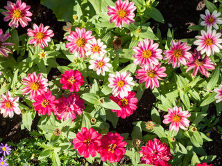 flowers in the garden