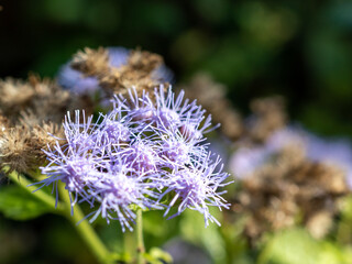 purple flower in the garden