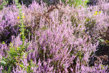 Obraz premium common heather in bloom in the forest