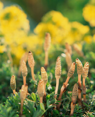 ツクシ（スギナ）