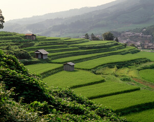 Fototapeta premium 棚田