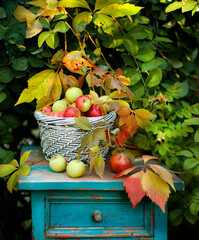 autumn harvest, apples, in the garden, bright, juicy, autumn, Apple, leaves, autumn background, background, green, yellow, red, orange, color, mood, warmth, rural life, country pictures, vintage, coun
