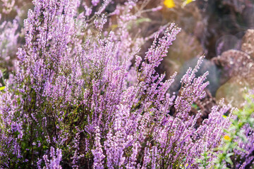 common heather in bloom in the forest