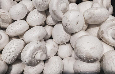 Fototapeta na wymiar Background from a variety of white champignon mushrooms. Mushroom texture.
