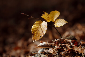 Colorful leaves in autumn, october