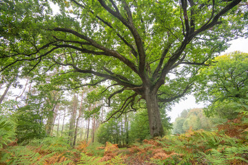 chêne en forêt