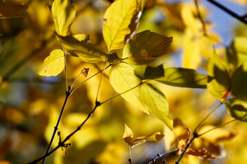 Colorful leaves in autumn, october