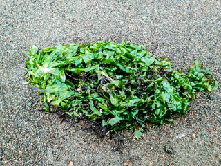 seaweed in the sandy beach 