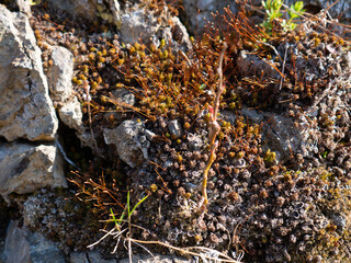 Stones texture and background. Rock texture