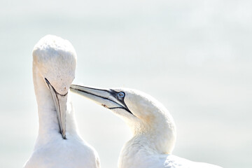 In soft light, two Northern Gannets heads welcome after landing. Soft light in high-key