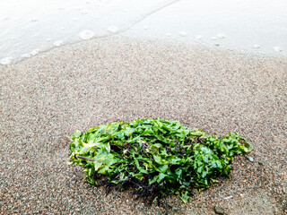 seaweed in the sandy beach 