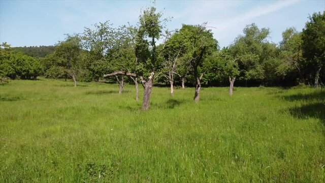 Streuobstwiesen, gef&auml;hrdeter Lebensraum im Rheintal bei Boppard-Buchenau
