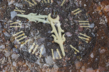 Abstract background for various use. Computerized photos.