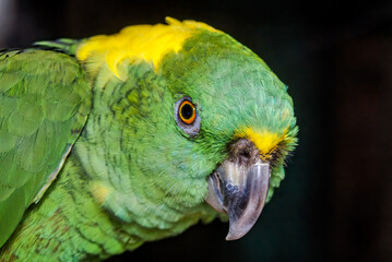 Yellow-naped Parrot (Amazona auropalliata) in aviary, Nicaragua