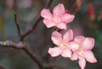 Fototapeta premium キョウチクトウ