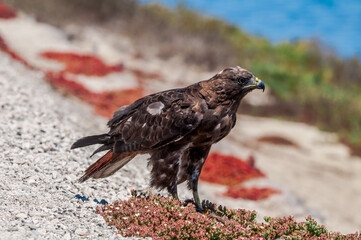 Red-tailed Hawk (Buteo jamaicensis) in Bolsa Chica Ecological Reserve, California, USA
