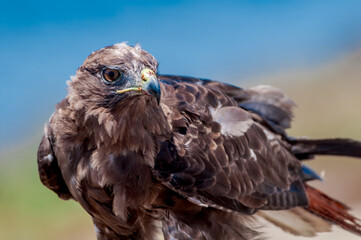 Red-tailed Hawk (Buteo jamaicensis) in Bolsa Chica Ecological Reserve, California, USA