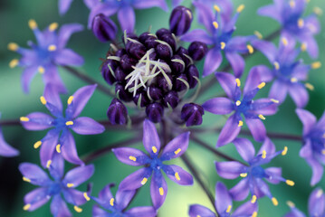 シラー・ペルビアナ