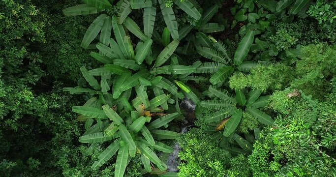 Drone aerial view of approaching small creek beautiful tropical rainforest of south of Asia