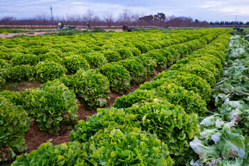Fototapeta na wymiar Closeup of green lettuce plantation in organic vegetable farm. Harvest time