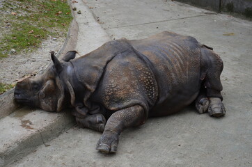 Obraz premium Lying rhino from the animal park in Munich