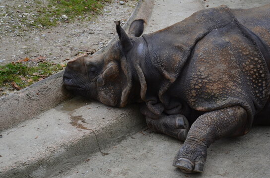 Close view of a lying rhino from the zoo in Munich