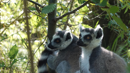 Family of lemurs catta in the forest