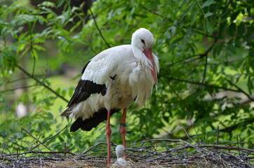 A stork sits with his stork babies in his nest with green leaves and meadows in the background