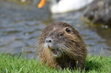 A beaver runs roaring on a green meadow near the river