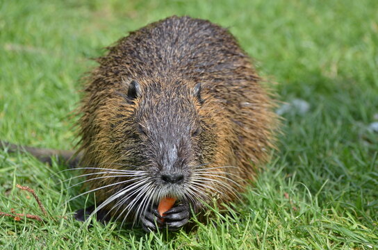 A beaver sits in a green meadow and eats a carrot