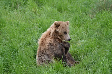Fototapeta na wymiar Shaggy brown bear between high lush green grass at the zoo in Munich