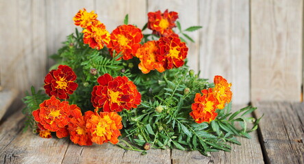 Autumn medicinal background with marigold flowers.Useful properties of marigolds Tea with marigolds benefits your health.