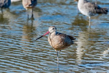 Marbled Godwit (Limosa fedoa) in Malibu Lagoon, California, USA