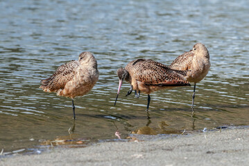 Marbled Godwits (Limosa fedoa) in Malibu Lagoon, California, USA